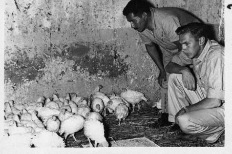 Vernon Risty with chickens in South America