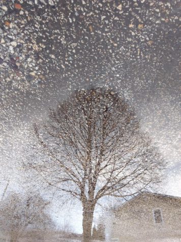 A picture of a tree was taken in the reflection of water and turned upside down. Let it remind us that a bit of a different perspective can turn our view of the world upside down, Ari McKellin said.
(photo by McKellin)