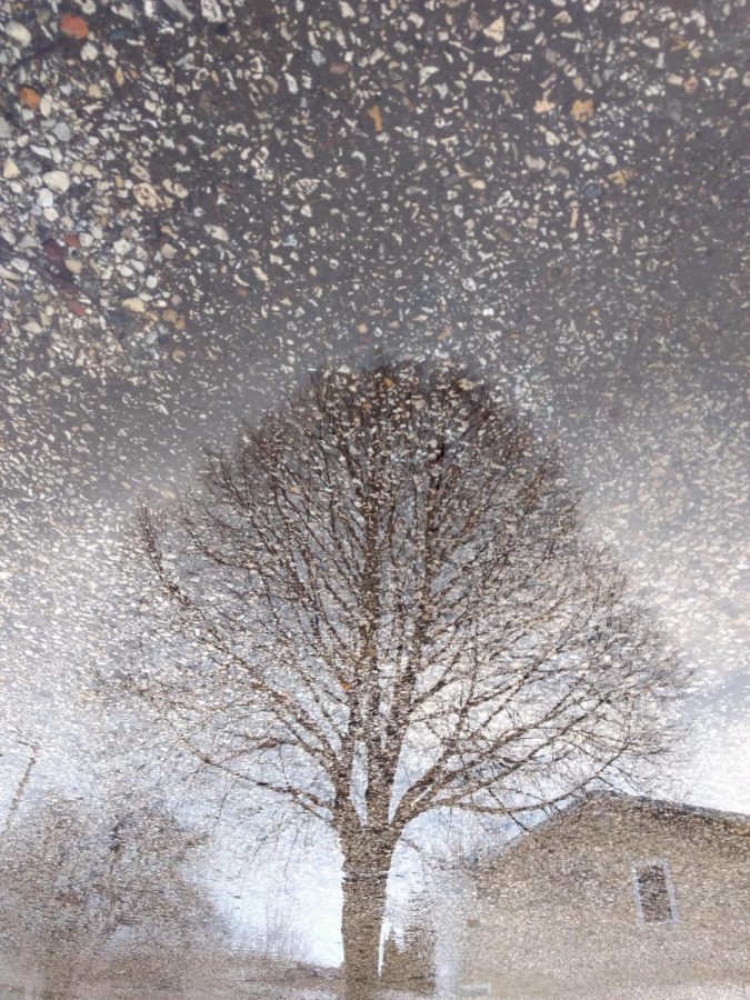 A picture of a tree was taken in the reflection of water and turned upside down. 